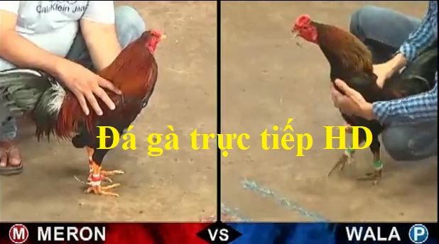 trực tiếp đá gà hd