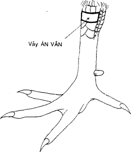 vảy án thiên