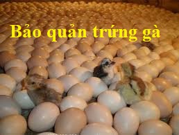 bảo quản trứng gà