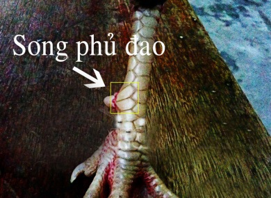 vảy song phủ đao