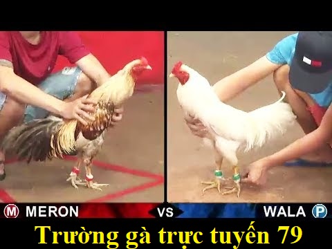 trường gà trực tuyến