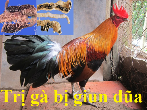 gà bị giun đũa