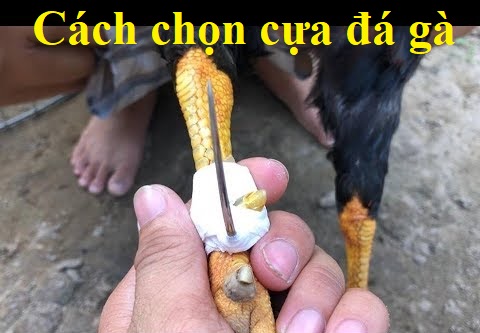 Chọn cựa đá gà