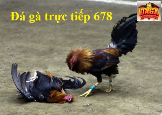 đá gà trực tiếp 678