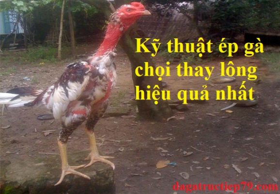 Ép gà chọi thay lông