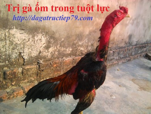 Trị gà ốm trong