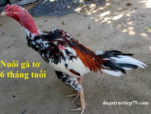 Nuôi gà 6 tháng tuổi