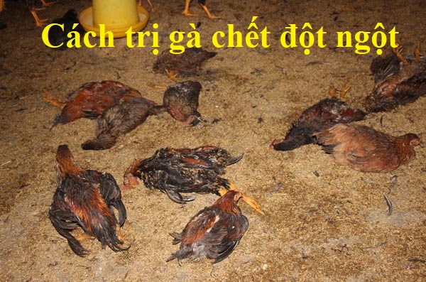 gà chết đột ngột