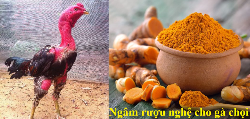 ngâm rượu nghệ