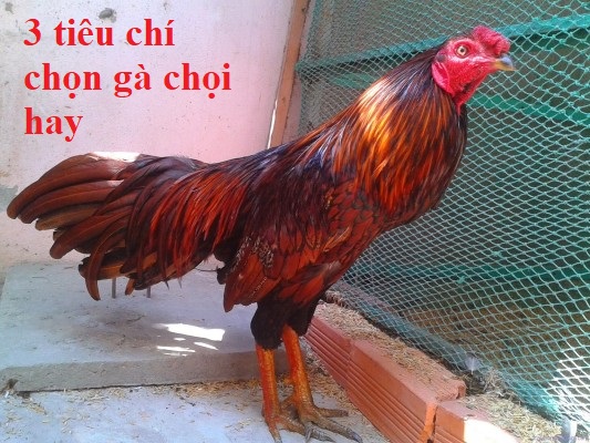 chọn gà chọi hay