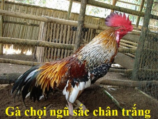 gà chọi ngũ sắc