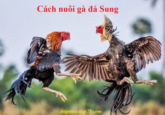 Nuôi gà đá sung