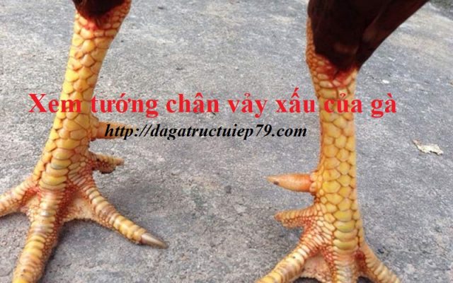 tướng chân vảy xấu