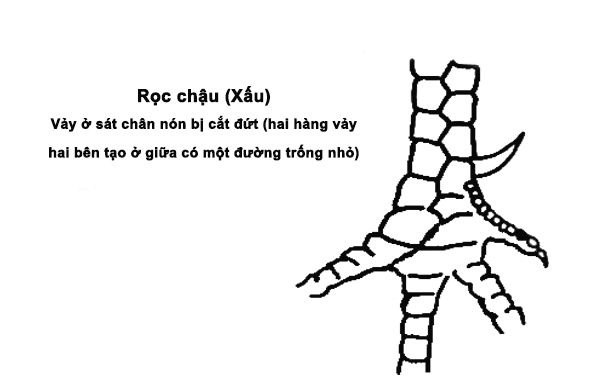 vảy rọc chậu