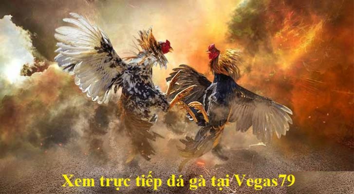 Xem đá gà trực tiếp