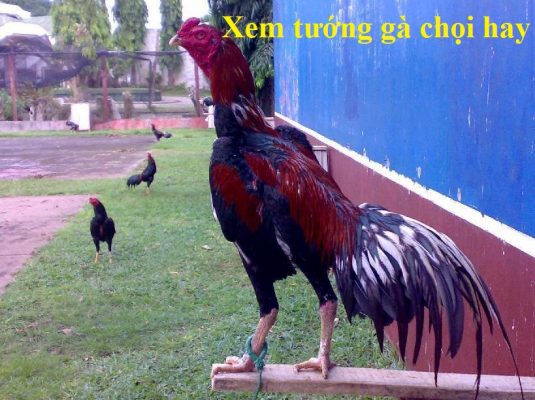 xem tướng gà chọi