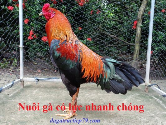 nuôi gà có lực