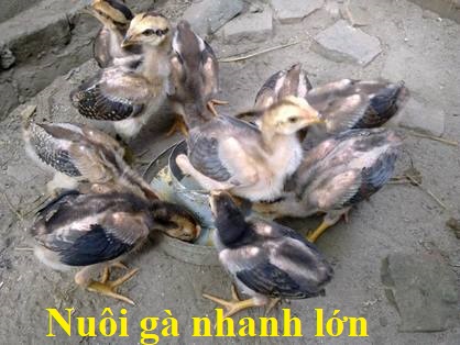 Nuôi gà nhanh lớn