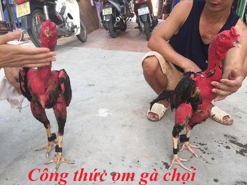 Om gà chọi