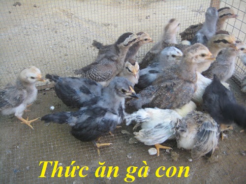 Thức ăn gà con