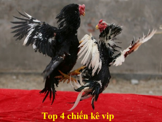 chiến kê vip