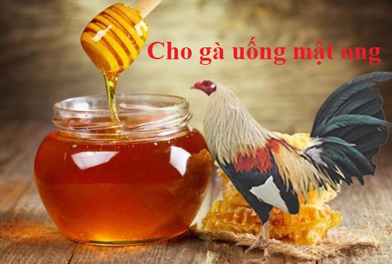 Cho gà uống mật ong