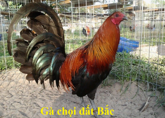 gà chọi đất Bắc