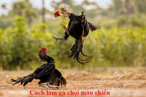 Làm gà chọi máu chiến