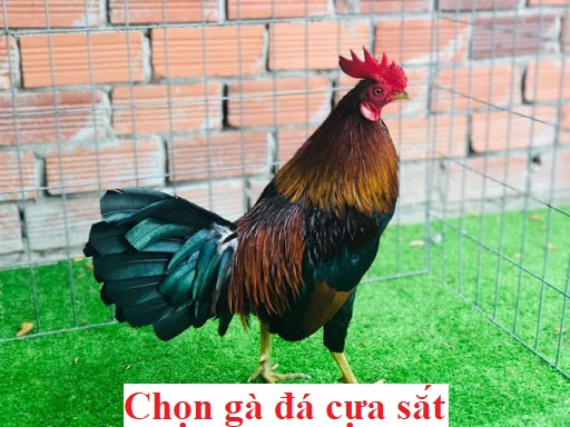 Chọn gà đá cựa sắt