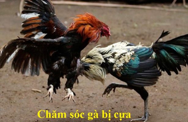 gà bị cựa