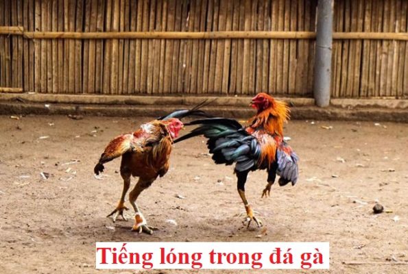 tiếng lóng trong nuôi gà