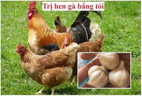 chữa hen gà bằng tỏi