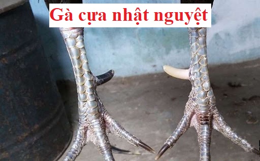 Gà cựa nhật nguyệt