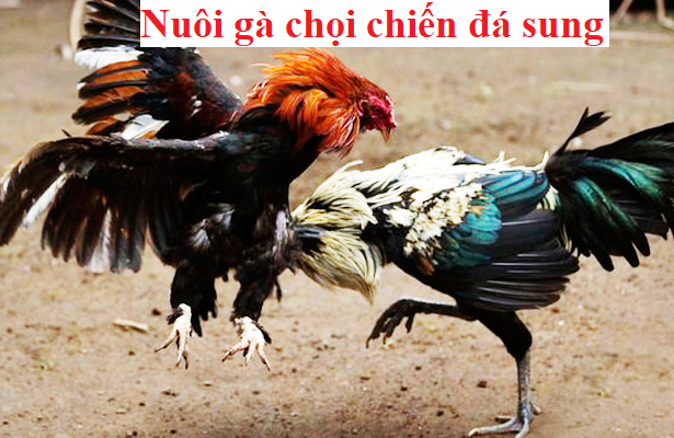 gà chọi chiến