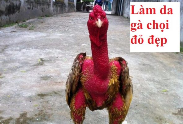 Làm da gà đỏ