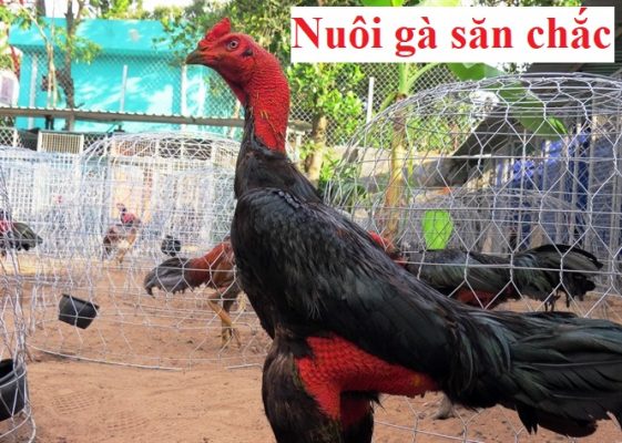 Nuôi gà săn chắc