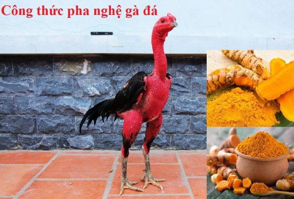 Pha nghệ gà đá