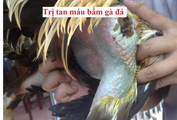 tan máu bầm gà đá