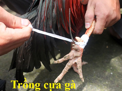 trồng cựa gà