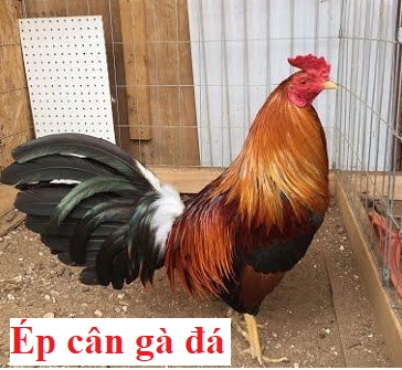 ép cân gà đá