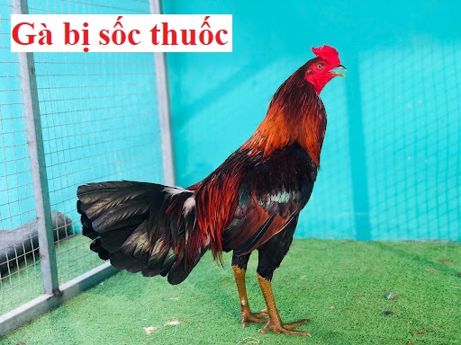 gà chọi bị sốc thuốc