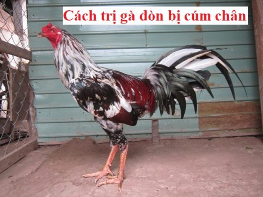 gà đòn bị cúm chân