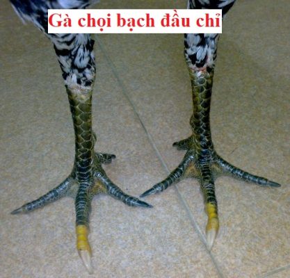 bạch đầu chỉ