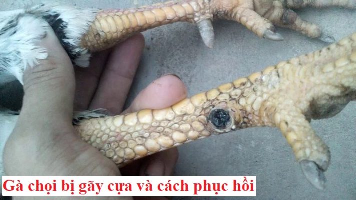 gà bị gãy cựa