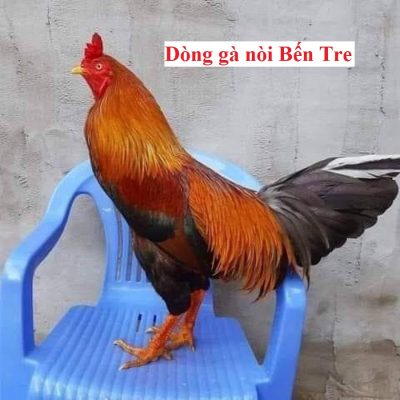 gà nòi Bến Tre