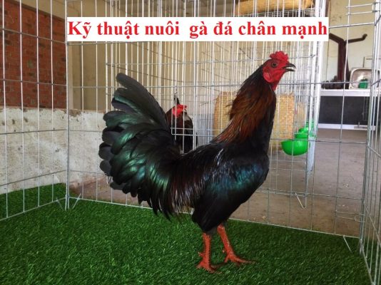 Nuôi gà đá chân mạnh