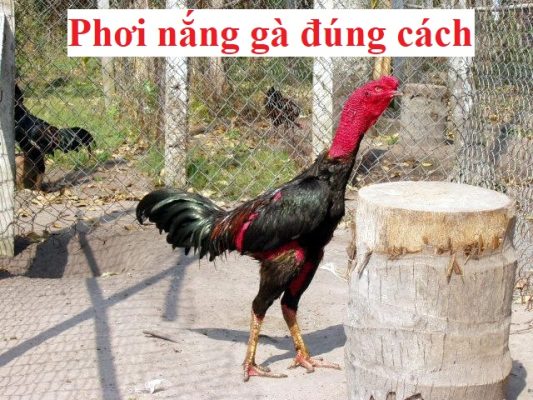 Phơi nắng gà