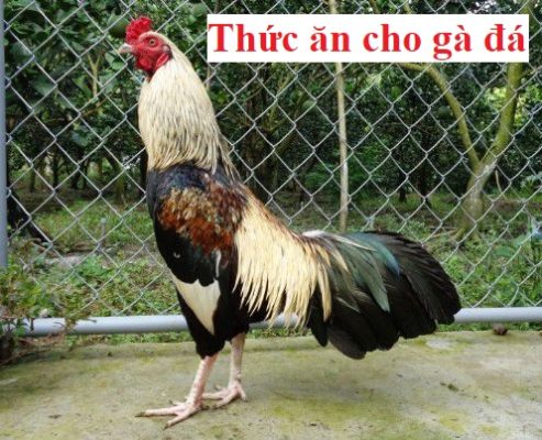 Thức ăn cho gà