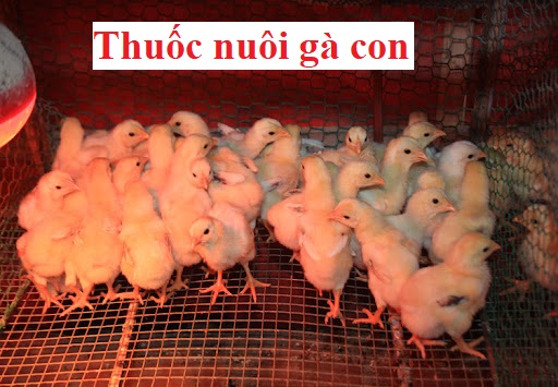 Thuốc nuôi gà con