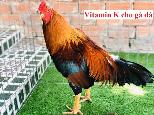 Vitamin K cho gà đá